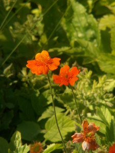 KONICA MINOLTA DIGITAL CAMERA