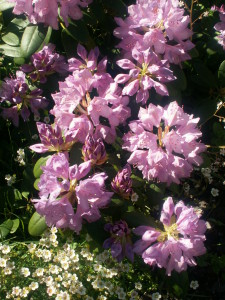 KONICA MINOLTA DIGITAL CAMERA