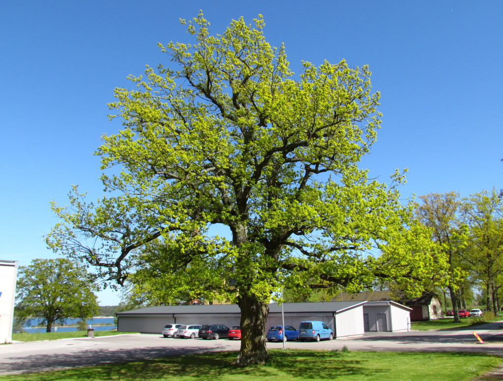 I maj är parken som vackrast